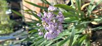 Allium ledebourianum